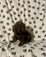 Reece, a male Cocker Spaniel for sale in Wooster, OH – Photo 5 of 9