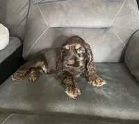 Reece, a male Cocker Spaniel for sale in Wooster, OH – Photo 3 of 9