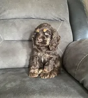 Reece, a male Cocker Spaniel for sale in Wooster, OH – Photo 2 of 9