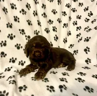 Reece, a male Cocker Spaniel for sale in Wooster, OH – Photo 7 of 9