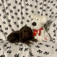 Reece, a male Cocker Spaniel for sale in Wooster, OH – Photo 9 of 9