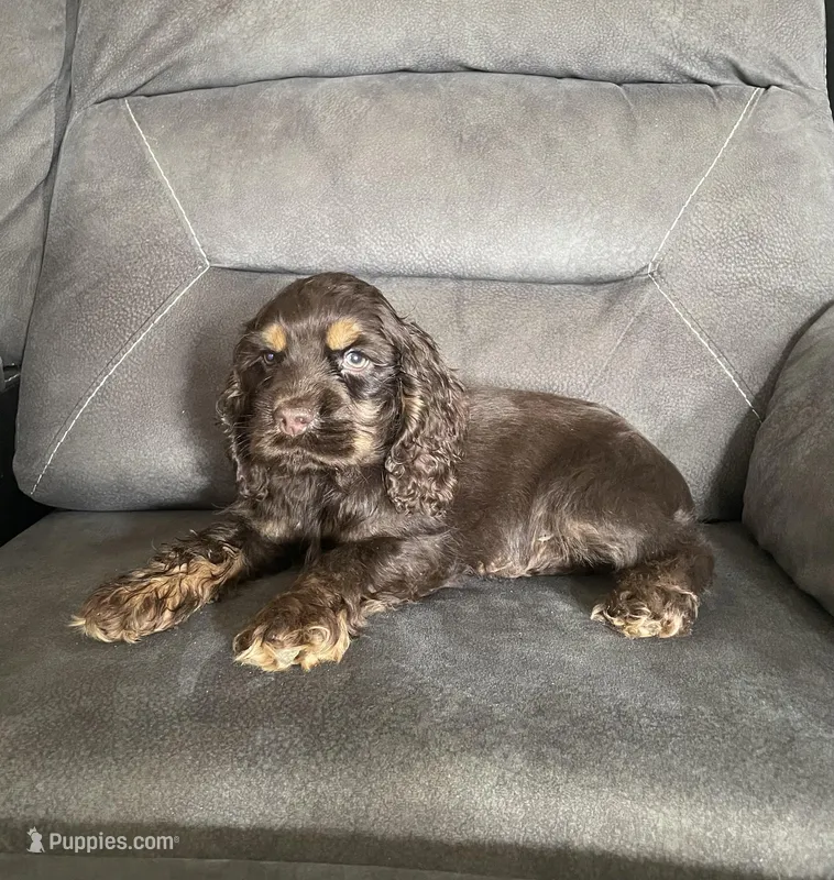 Reece, a male Cocker Spaniel for sale in Wooster, OH – Photo 1 of 9