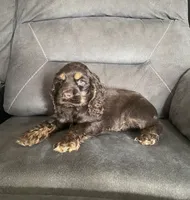 Reece, a male Cocker Spaniel for sale in Wooster, OH – Photo 1 of 9