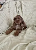 processed/2f944281-8ce3-403e-b92b-a48714574edb/listing/a17bff52-68d0-4fdf-b4d6-cb634b4d493a/68f72e98-df52-4af3-b881-764786a1a815