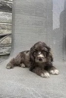Ruby, a female Cocker Spaniel for sale in Wooster, OH – Photo 2 of 7