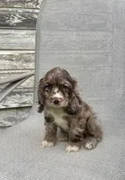 Ruby, a female Cocker Spaniel for sale in Wooster, OH – Photo 5 of 7