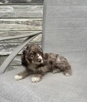 Ruby, a female Cocker Spaniel for sale in Wooster, OH – Photo 6 of 7