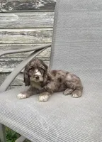 Ruby, a female Cocker Spaniel for sale in Wooster, OH – Photo 1 of 7