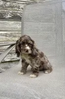 Ruby, a female Cocker Spaniel for sale in Wooster, OH – Photo 3 of 7