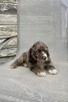 Ruby, a female Cocker Spaniel for sale in Wooster, OH – Photo 7 of 7