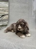 Ruby, a female Cocker Spaniel for sale in Wooster, OH – Photo 4 of 7