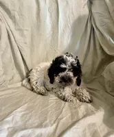 Pooch, a male Cockapoo and Poodle - Miniature  for sale in Wooster, OH – Photo 2 of 6