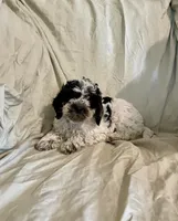 Pooch, a male Cockapoo and Poodle - Miniature  for sale in Wooster, OH – Photo 1 of 6