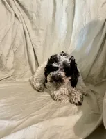 Pooch, a male Cockapoo and Poodle - Miniature  for sale in Wooster, OH – Photo 5 of 6