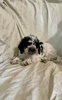 Pooch, a male Cockapoo and Poodle - Miniature  for sale in Wooster, OH – Photo 6 of 6