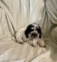 Pooch, a male Cockapoo and Poodle - Miniature  for sale in Wooster, OH – Photo 3 of 6