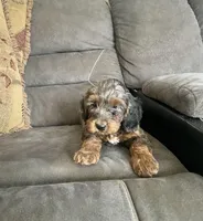 Romeo, a male Cockapoo for sale in Wooster, OH – Photo 5 of 7
