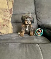 Romeo, a male Cockapoo for sale in Wooster, OH – Photo 6 of 7