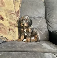 Romeo, a male Cockapoo for sale in Wooster, OH – Photo 3 of 7