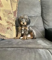 Romeo, a male Cockapoo for sale in Wooster, OH – Photo 1 of 7