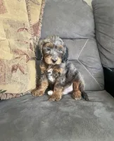 Romeo, a male Cockapoo for sale in Wooster, OH – Photo 7 of 7