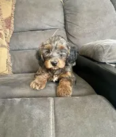 Romeo, a male Cockapoo for sale in Wooster, OH – Photo 4 of 7