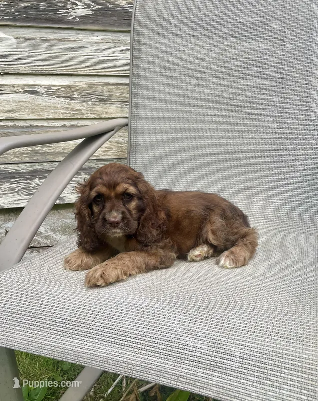 Darla, a female Cocker Spaniel for sale in Wooster, OH – Photo 1 of 6