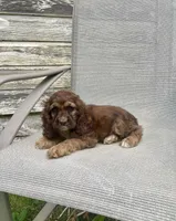 Darla, a female Cocker Spaniel for sale in Wooster, OH – Photo 1 of 6