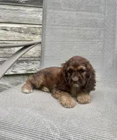 Darla, a female Cocker Spaniel for sale in Wooster, OH – Photo 3 of 6