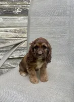 Darla, a female Cocker Spaniel for sale in Wooster, OH – Photo 6 of 6