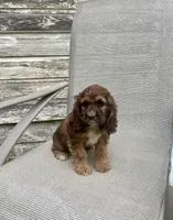 Darla, a female Cocker Spaniel for sale in Wooster, OH – Photo 5 of 6