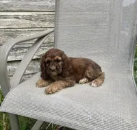 Darla, a female Cocker Spaniel for sale in Wooster, OH – Photo 2 of 6