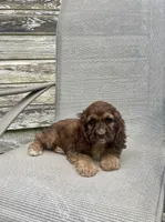 Darla, a female Cocker Spaniel for sale in Wooster, OH – Photo 4 of 6