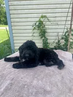 Emma, a female Cockapoo for sale in Wooster, OH – 3 of 6