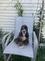 Duke, a male Cocker Spaniel for sale in Wooster, OH – 3 of 3