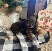 Santa, a male Cocker Spaniel for sale in Wooster, OH – Photo 4 of 10