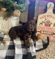 Santa, a male Cocker Spaniel for sale in Wooster, OH – Photo 5 of 10