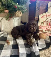 Santa, a male Cocker Spaniel for sale in Wooster, OH – Photo 8 of 10