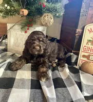 Santa, a male Cocker Spaniel for sale in Wooster, OH – Photo 10 of 10
