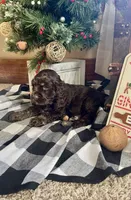 Santa, a male Cocker Spaniel for sale in Wooster, OH – Photo 7 of 10