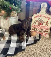 Santa, a male Cocker Spaniel for sale in Wooster, OH – Photo 9 of 10