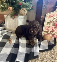 Santa, a male Cocker Spaniel for sale in Wooster, OH – Photo 2 of 10
