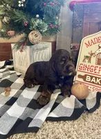 Santa, a male Cocker Spaniel for sale in Wooster, OH – Photo 3 of 10