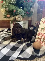 Santa, a male Cocker Spaniel for sale in Wooster, OH – Photo 6 of 10