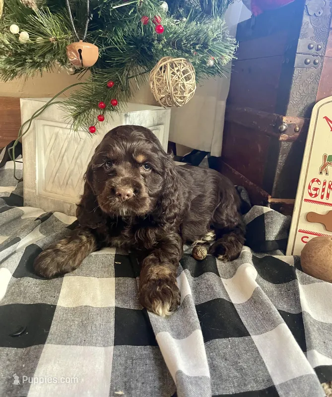 Santa, a male Cocker Spaniel for sale in Wooster, OH – Photo 1 of 10