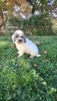 Milo, a male Cockapoo for sale in Wooster, OH – 4 of 7