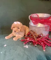Sally, a female Cockapoo for sale in Wooster, OH – Photo 3 of 5