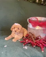 Sally, a female Cockapoo for sale in Wooster, OH – Photo 5 of 5