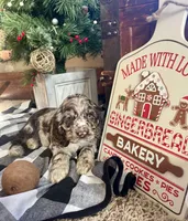 Junior, a male Cocker Spaniel for sale in Wooster, OH – Photo 4 of 9