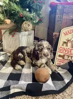 Junior, a male Cocker Spaniel for sale in Wooster, OH – Photo 6 of 9